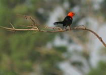 Troupiale à tête rouge